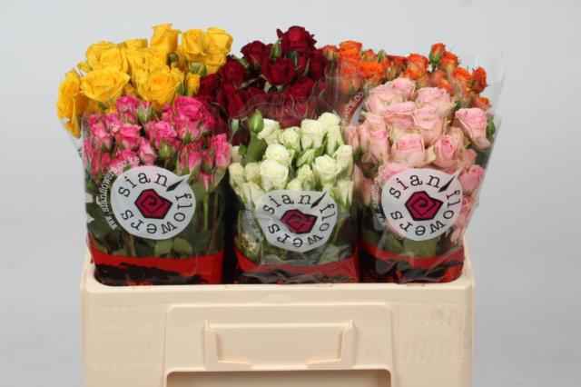 Срезанные цветы оптом Rosa sp mix Sian от 60шт из Голландии с доставкой по России