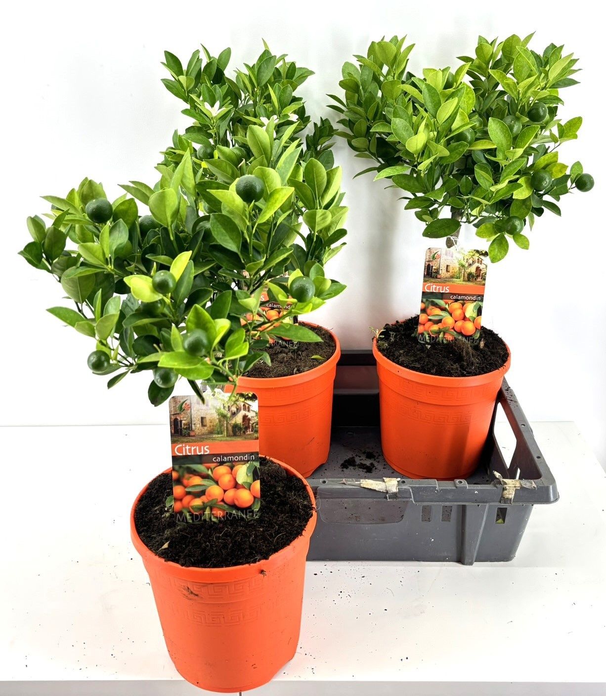 Горшечные цветы и растения оптом Citr Microcarpa от 3шт (для телеги) из Голландии с доставкой по России