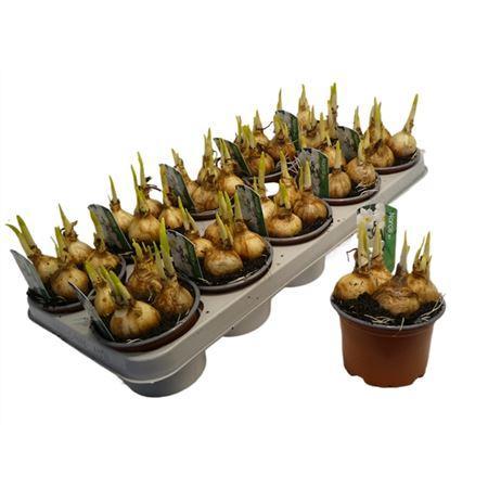 Горшечные цветы и растения оптом Narcis Wit от 10шт из Голландии с доставкой по России