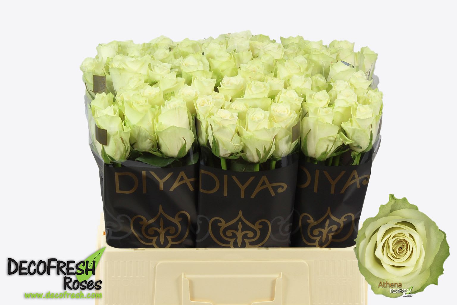 Срезанные цветы оптом Rosa large athena от 80шт. из Голландии с доставкой по России