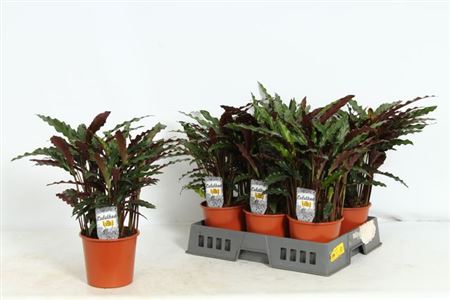 Горшечные цветы и растения оптом Calat Ruf Elgergrass P17 от 6шт из Голландии с доставкой по России