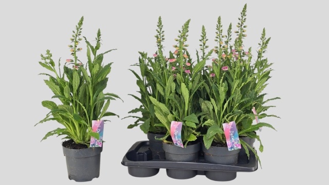 Горшечные цветы и растения оптом Digi Panther от 6шт из Голландии с доставкой по России