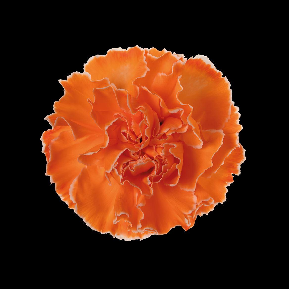 Срезанные цветы оптом Dianthus st paint orange от 80шт из Голландии с доставкой по России