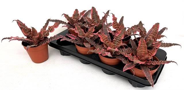 Горшечные цветы и растения оптом Cryptanthus от 8шт из Голландии с доставкой по России