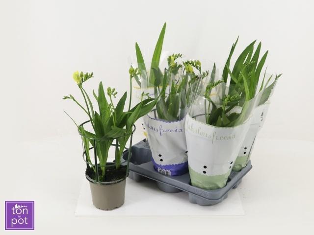 Горшечные цветы и растения оптом Freesia Ov от 6шт из Голландии с доставкой по России