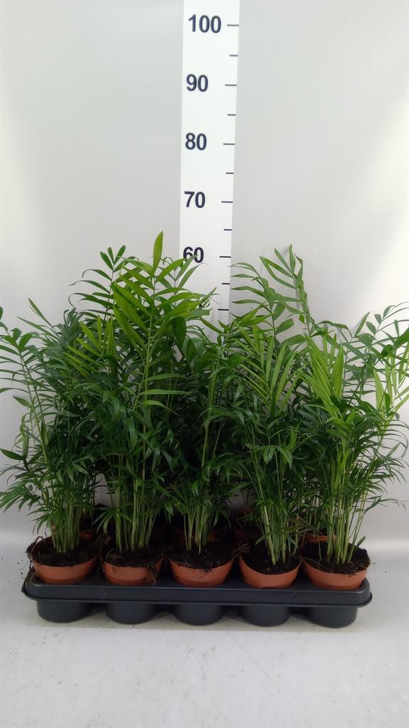 Горшечные цветы и растения оптом Chamaedorea Elegans от 10шт из Голландии с доставкой по России