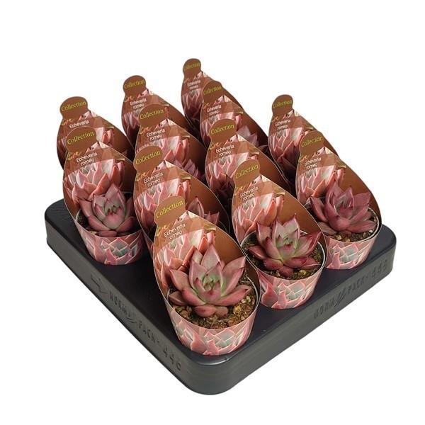 Горшечные цветы и растения оптом Echeveria Agavoides Romeo Potcover от 12шт (для телеги) из Голландии с доставкой по России