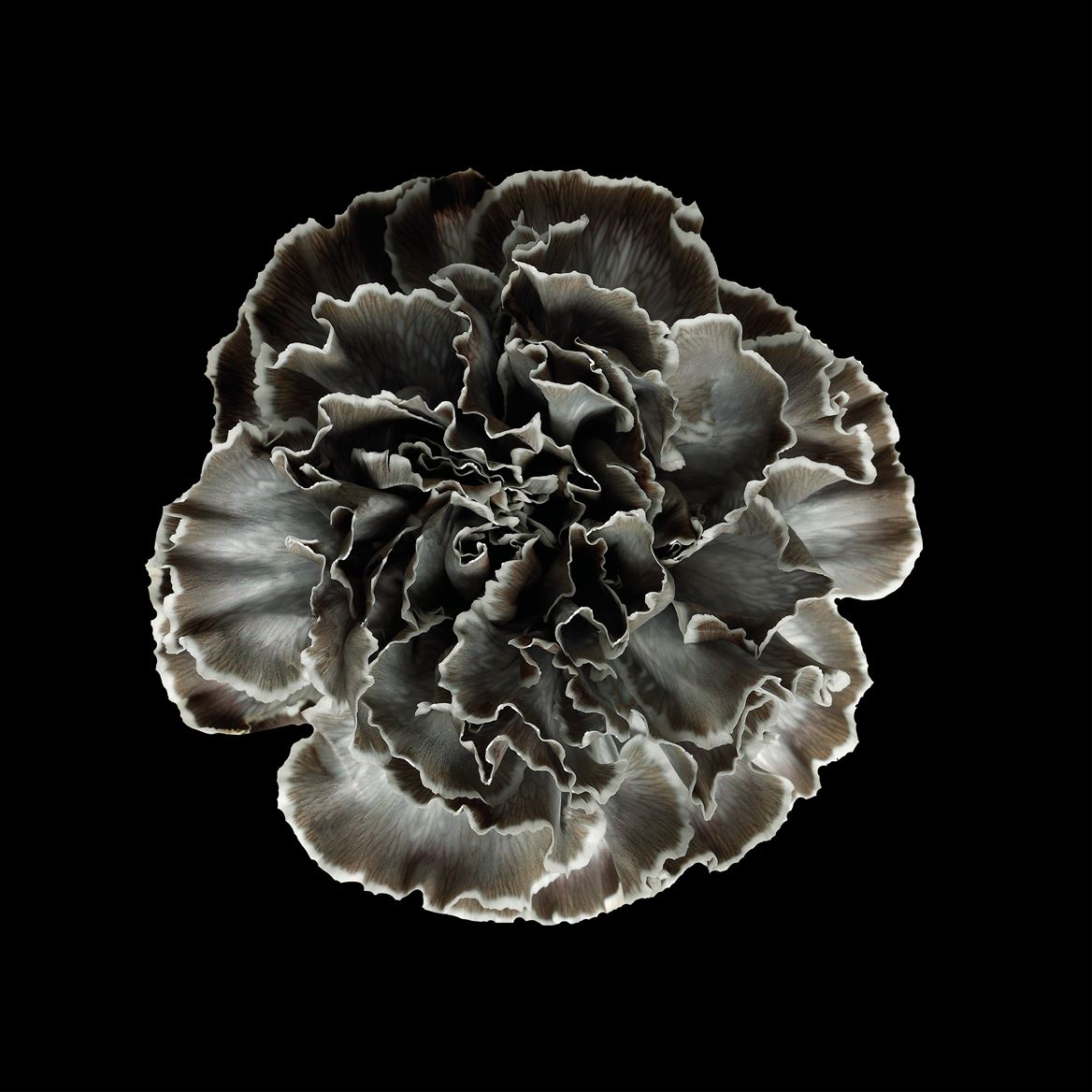 Срезанные цветы оптом Dianthus st paint grey от 80шт из Голландии с доставкой по России