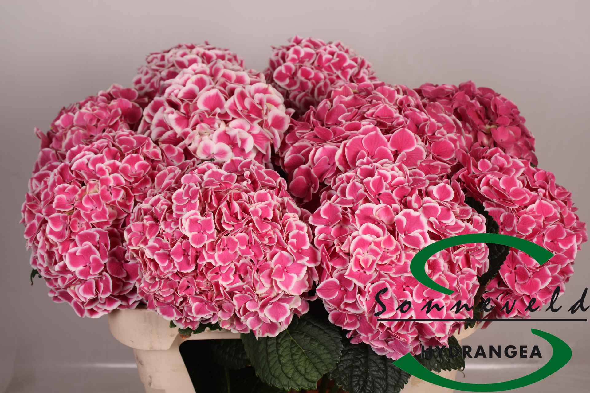 Срезанные цветы оптом Hydrangea mag red harlequin от 10шт из Голландии с доставкой по России