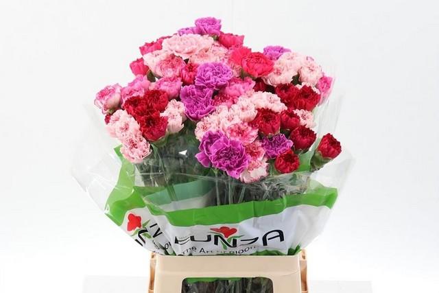 Срезанные цветы оптом Dianthus st mix pink от 80шт из Голландии с доставкой по России