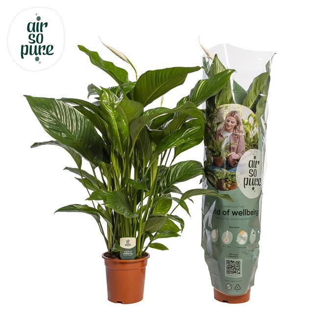 Горшечные цветы и растения оптом Spathiphyllum Sweet Lauretta от 4шт из Голландии с доставкой по России