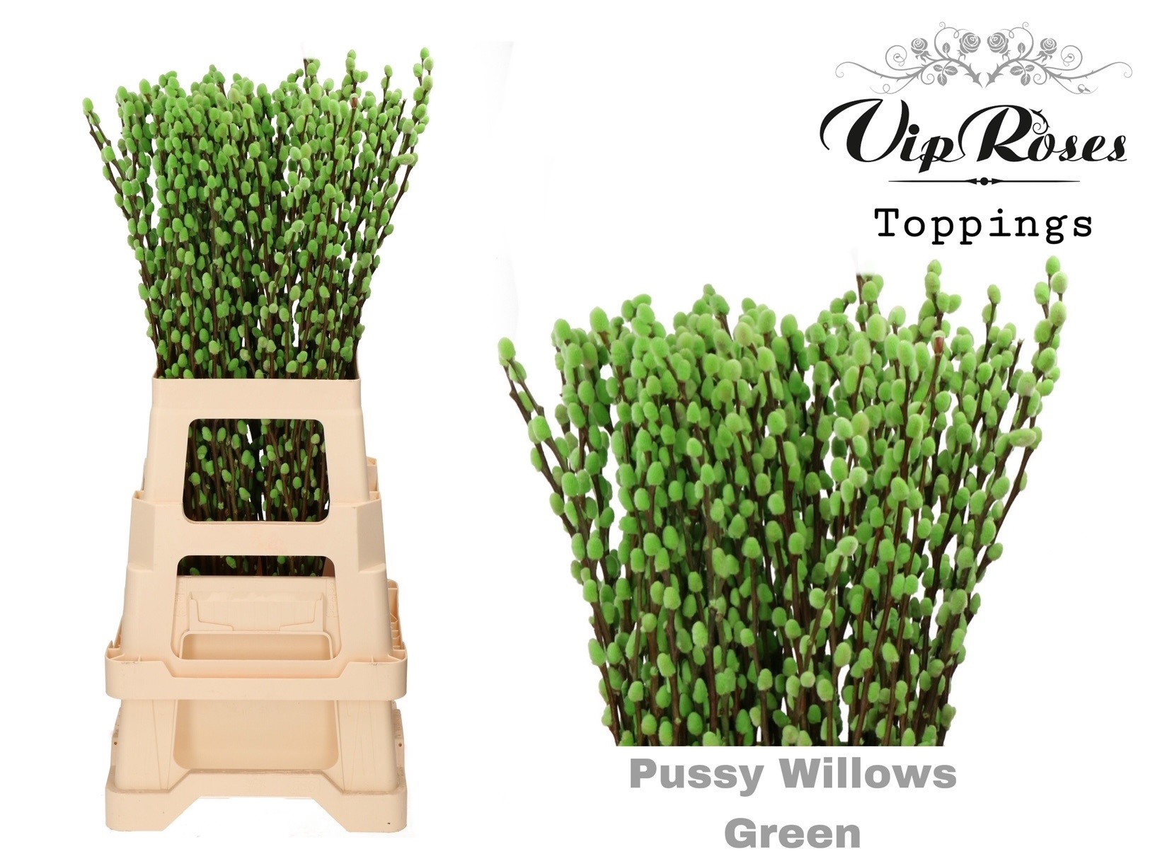 Срезанные цветы оптом Salix paint pussy willow green от 100шт из Голландии с доставкой по России