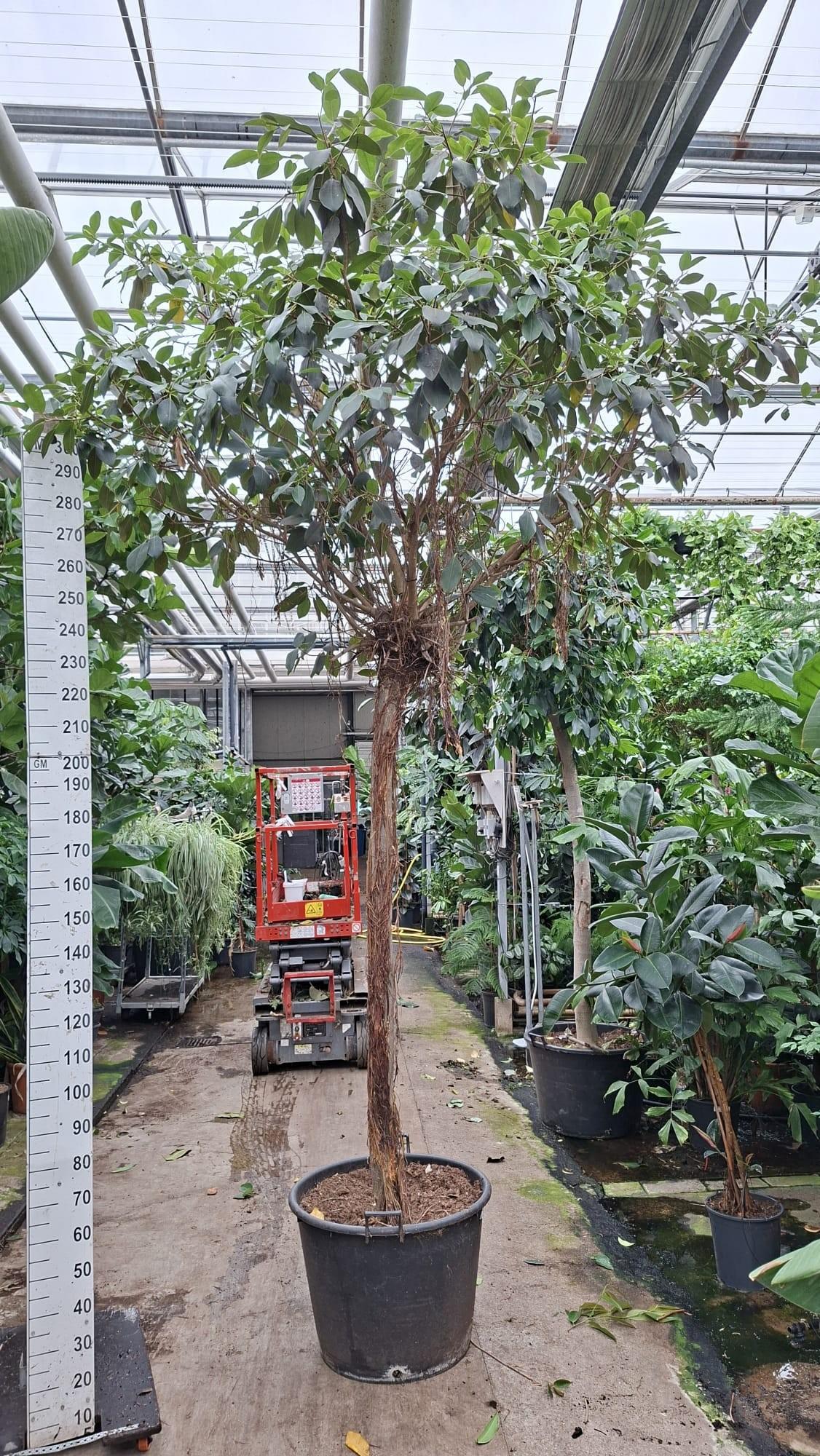 Горшечные цветы и растения оптом Ficus Rubiginosa Australis Stam Met Luchtwortels 3 от 1шт из Голландии с доставкой по России