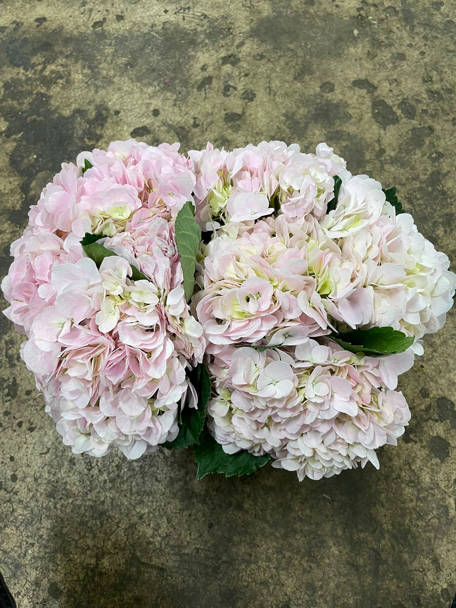 Срезанные цветы оптом Hydrangea dream pink от 10шт из Голландии с доставкой по России