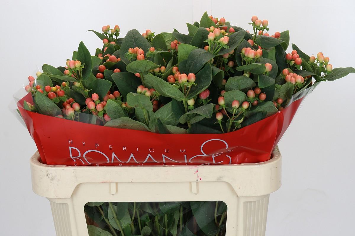 Срезанные цветы оптом Hypericum mellow romance spray от 50шт из Голландии с доставкой по России