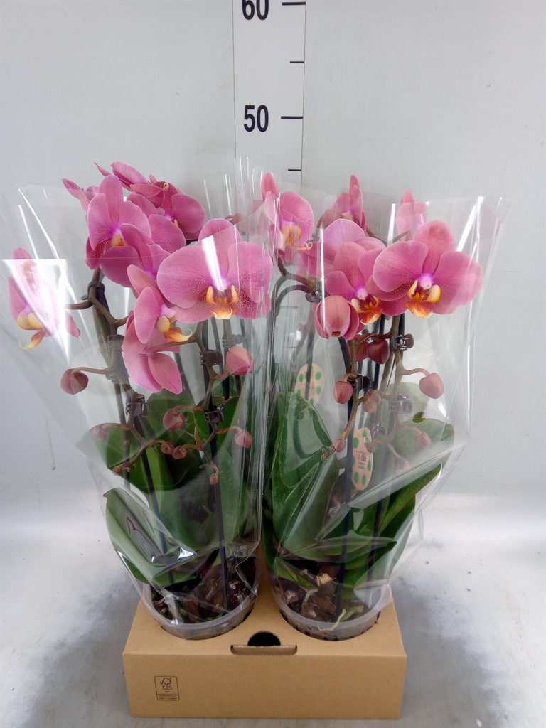 Горшечные цветы и растения оптом Phal Elegant Cascade от 4шт из Голландии с доставкой по России