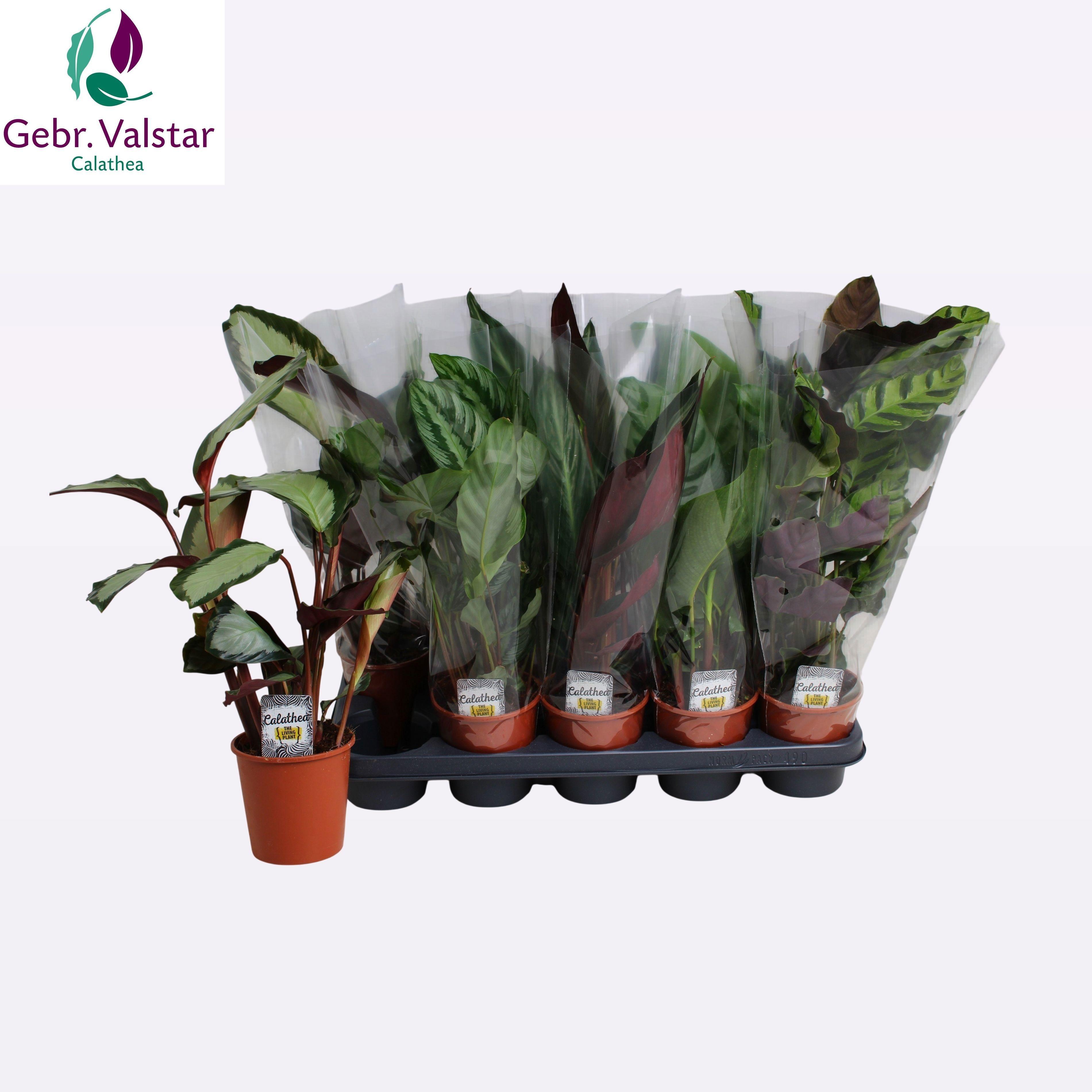 Горшечные цветы и растения оптом Calat Gem 5 Srt от 10шт из Голландии с доставкой по России