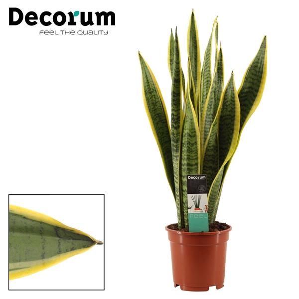 Горшечные цветы и растения оптом Sansevieria Laurentii (decorum) от 6шт из Голландии с доставкой по России
