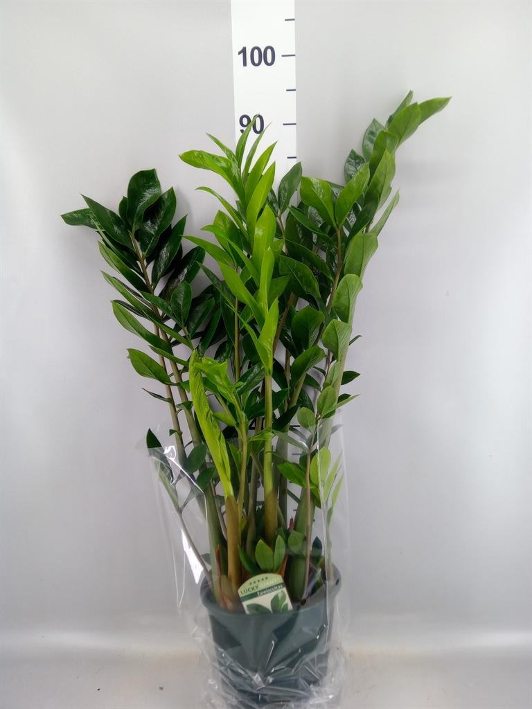 Горшечные цветы и растения оптом Zamioculcas Zamiifolia AA от 1шт из Голландии с доставкой по России