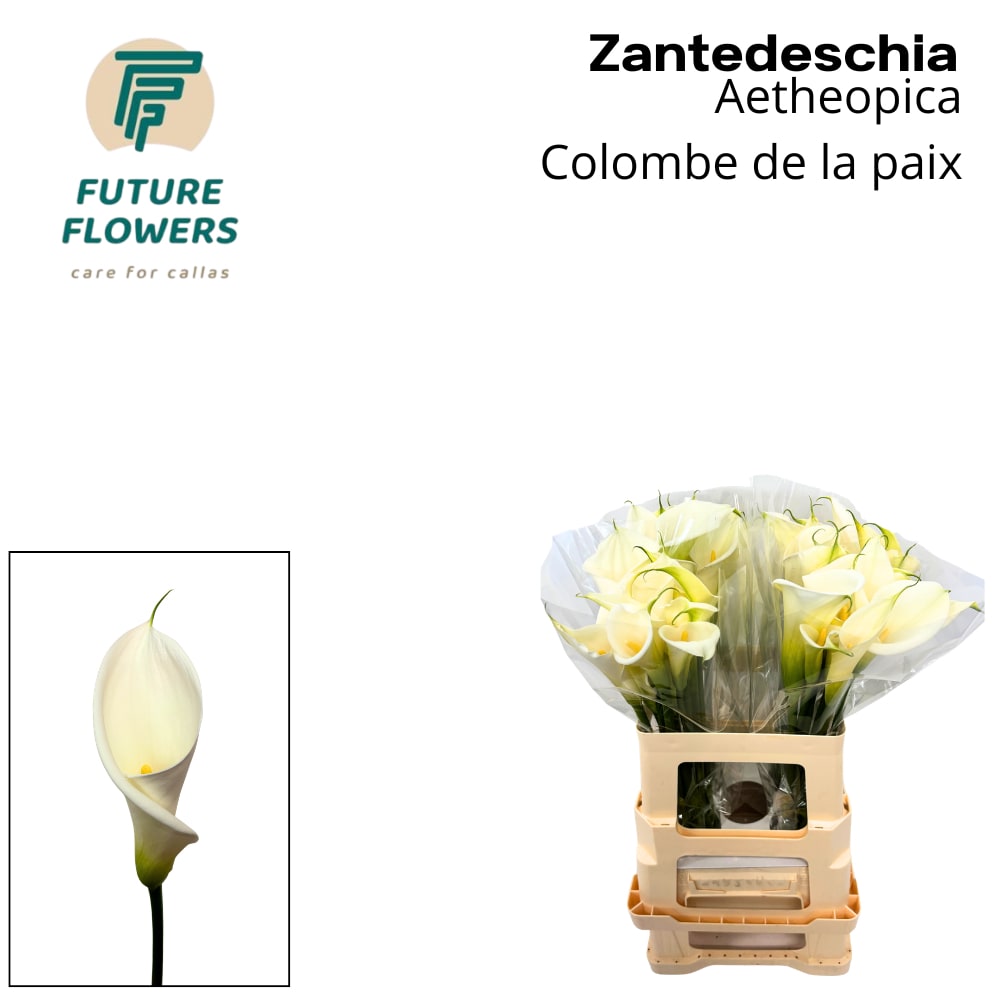 Срезанные цветы оптом Zantedeschia ae colombe de la paix от 40шт из Голландии с доставкой по России