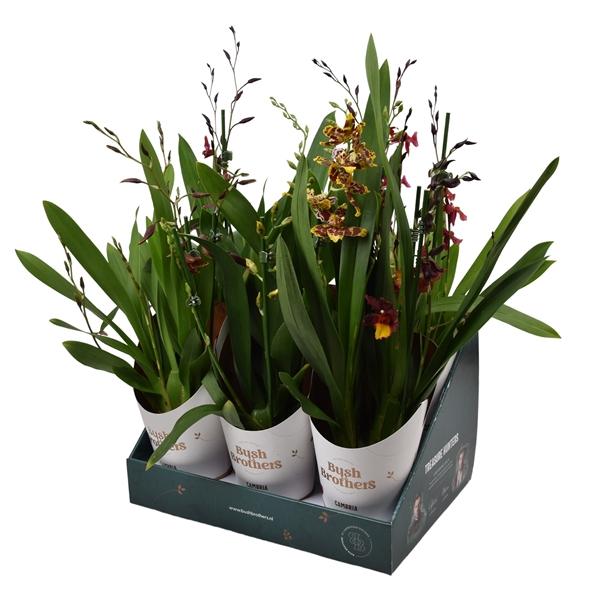 Горшечные цветы и растения оптом Cambria 3st Showbox от 6шт из Голландии с доставкой по России