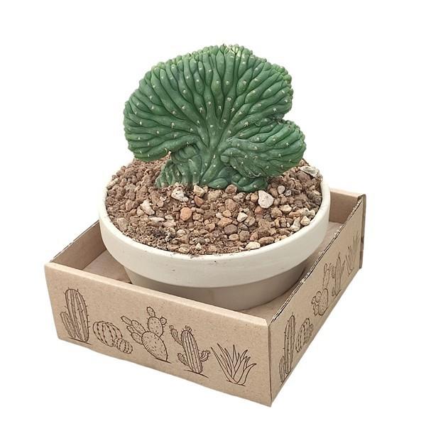 Горшечные цветы и растения оптом Trichocereus Pachanoi Crestato от 1шт из Голландии с доставкой по России