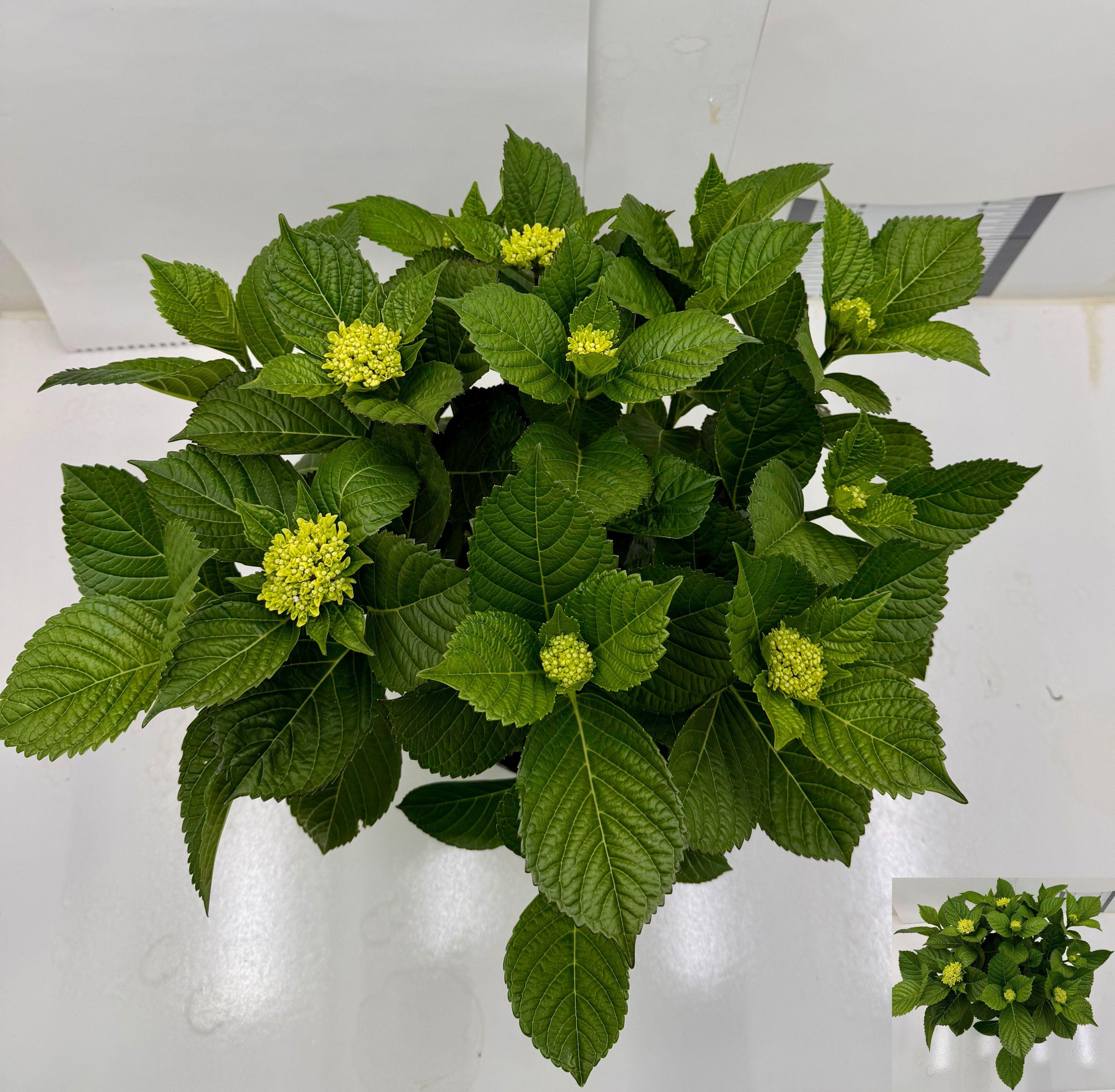 Горшечные цветы и растения оптом Hydr M Ov от 1шт из Голландии с доставкой по России