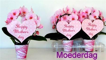 Горшечные цветы и растения оптом Phal Ov Roze **paint** Bog 2 Branches 16+ от 4шт из Голландии с доставкой по России