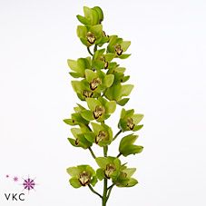 Срезанные цветы оптом Cymbidium green bonyoni от 8шт. из Голландии с доставкой по России