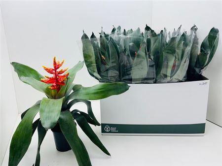 Горшечные цветы и растения оптом Aech Pe Elegant Flam от 12шт из Голландии с доставкой по России