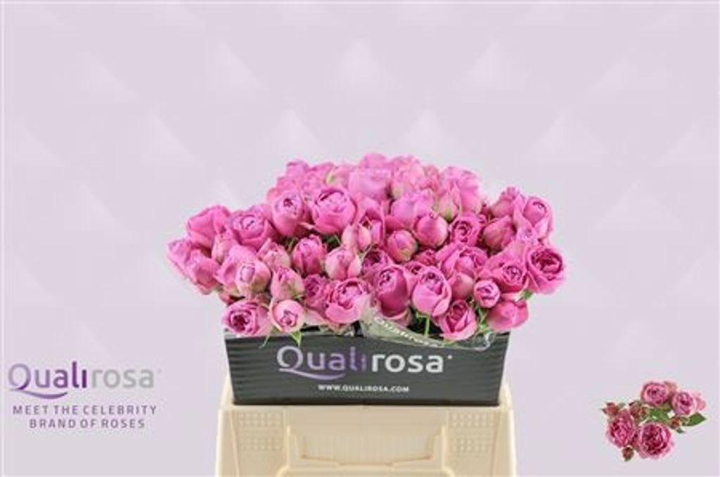 Срезанные цветы оптом Rosa spray misty bubbles от 40шт из Голландии с доставкой по России