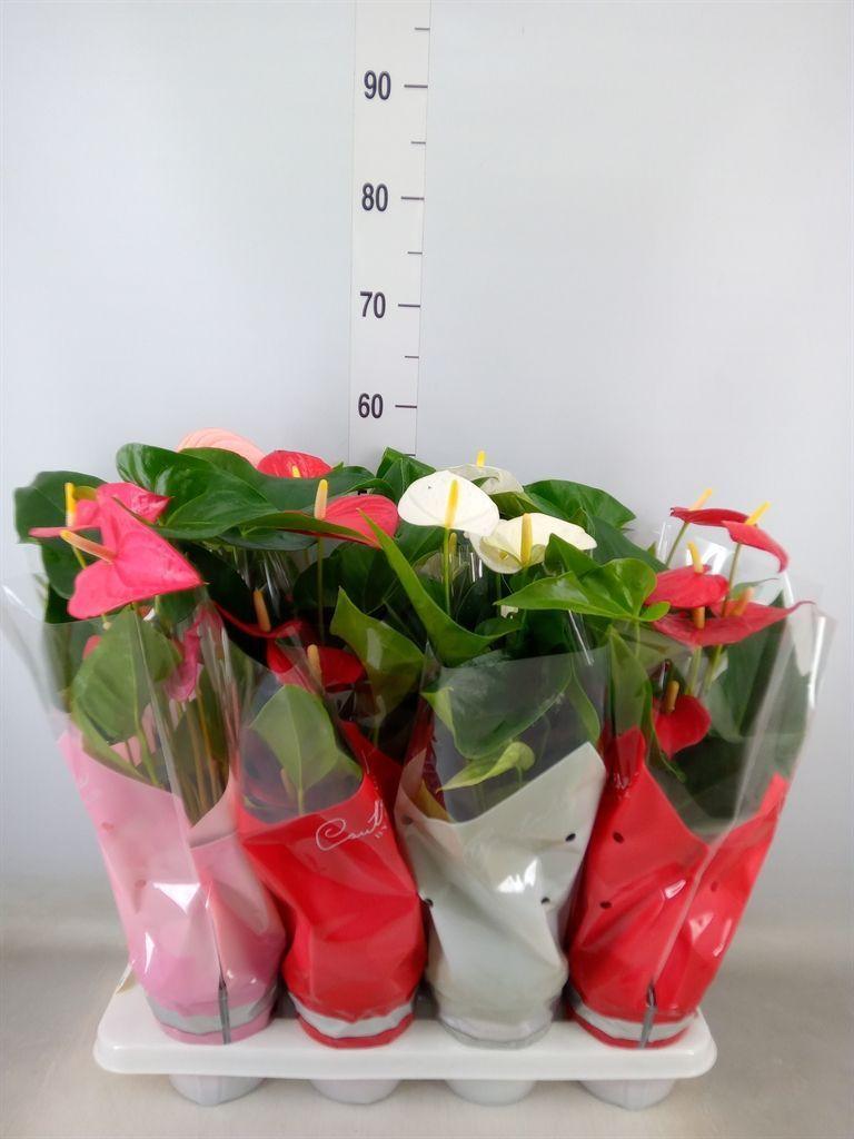 Горшечные цветы и растения оптом Anthurium   ...mix 4 от 8шт из Голландии с доставкой по России