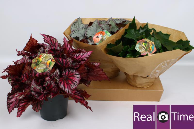 Горшечные цветы и растения оптом Beg Bel Gem от 3шт (для телеги) из Голландии с доставкой по России