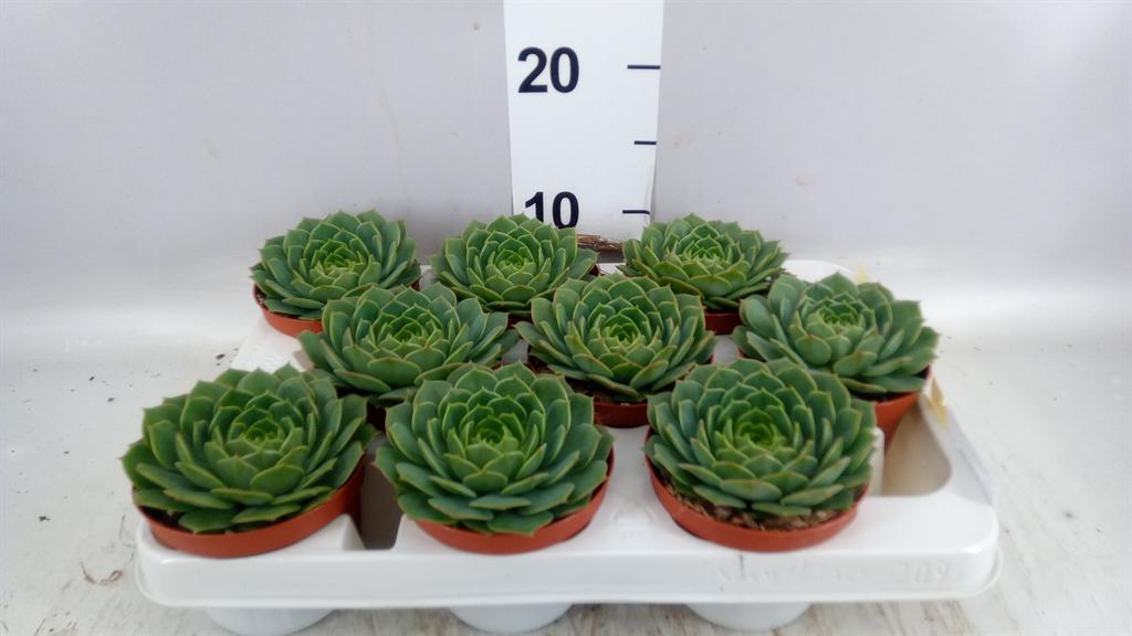 Горшечные цветы и растения оптом Echeveria ... от 9шт из Голландии с доставкой по России