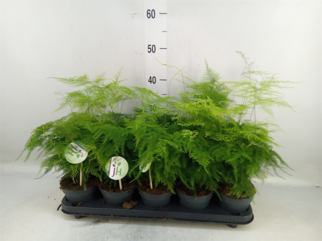 Горшечные цветы и растения оптом Asparagus Setaceus от 10шт из Голландии с доставкой по России