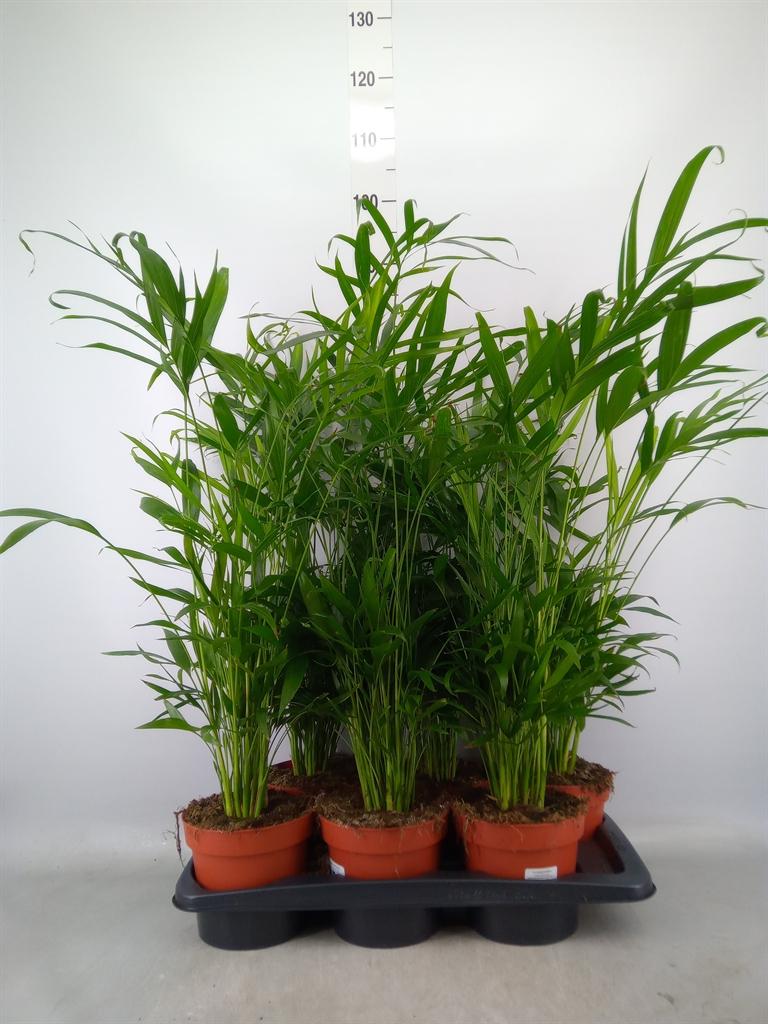 Горшечные цветы и растения оптом Chamaedorea Cataractarum от 6шт из Голландии с доставкой по России