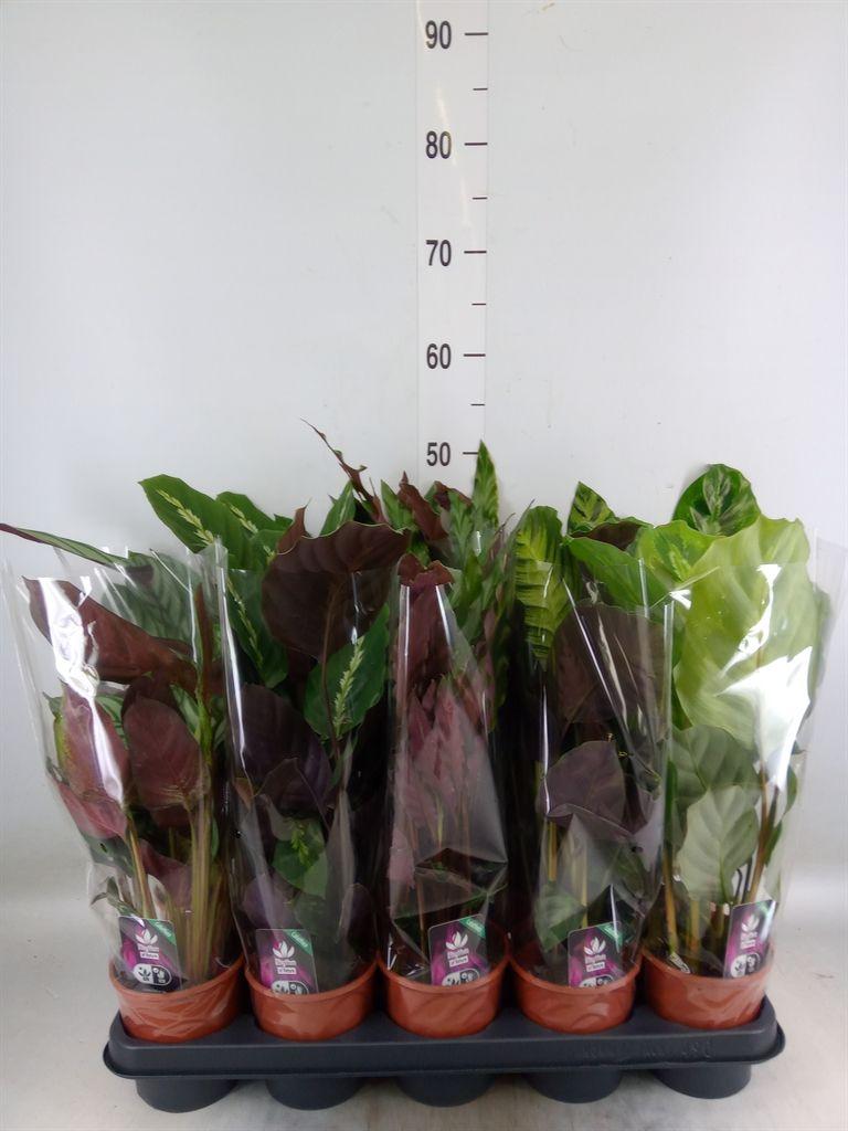 Горшечные цветы и растения оптом Calathea   ...mix от 10шт из Голландии с доставкой по России