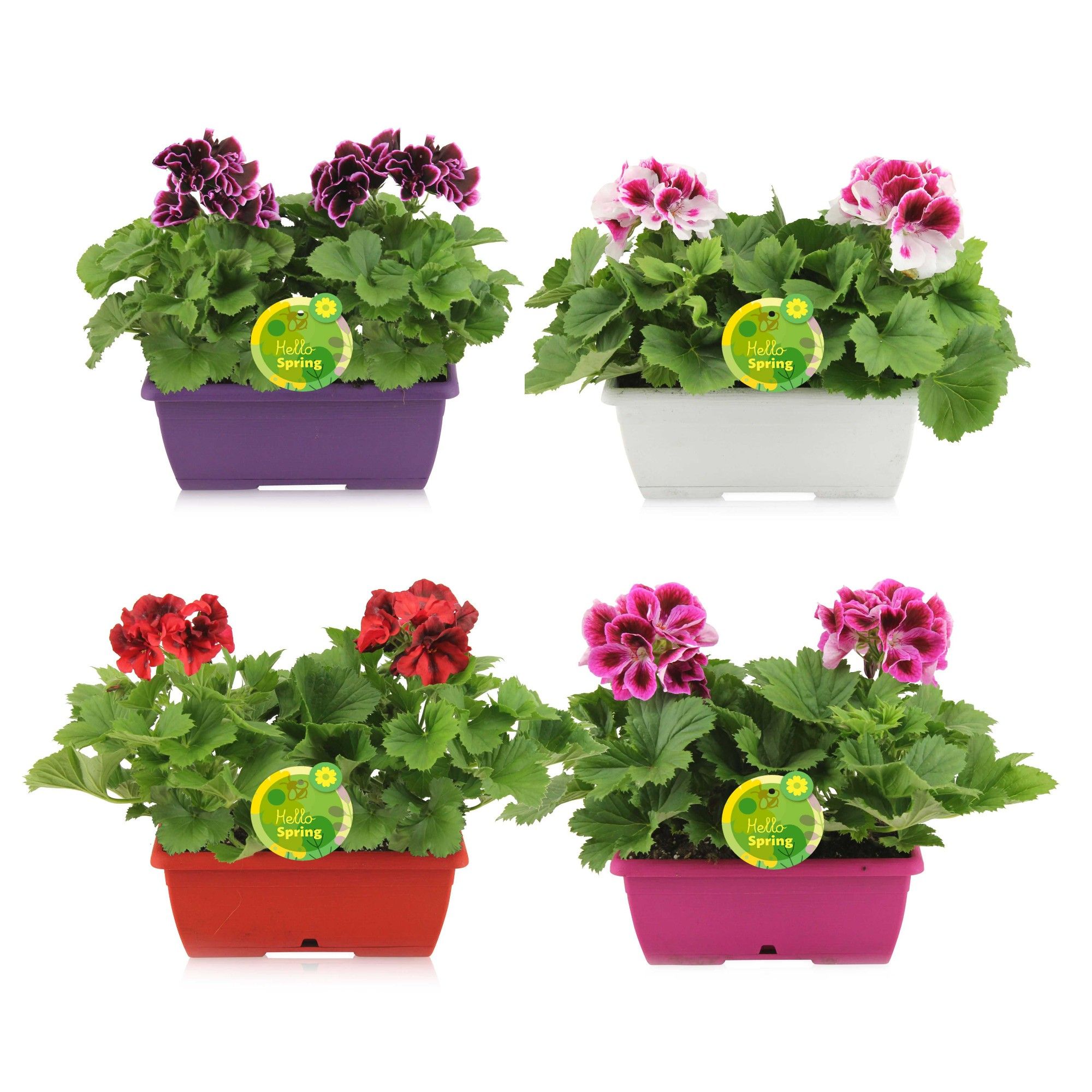 Горшечные цветы и растения оптом Pel Gr Ov от 4шт из Голландии с доставкой по России