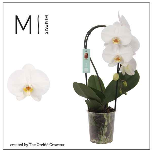 Горшечные цветы и растения оптом Phal 1st Flow Tokyo 6+ (orchid Growers) от 8шт из Голландии с доставкой по России