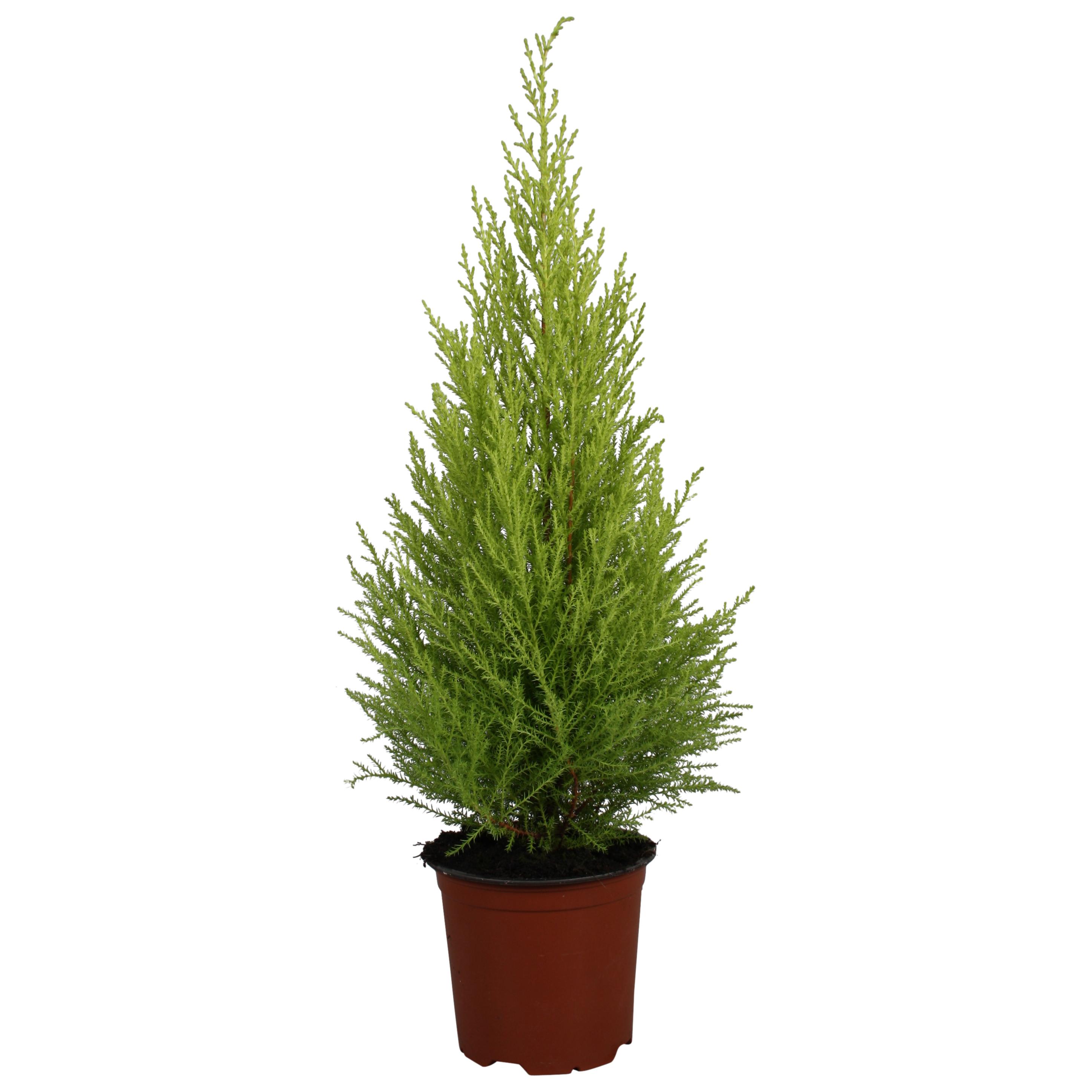 Горшечные цветы и растения оптом Cupressus Goldcrest Wilma от 7шт из Голландии с доставкой по России
