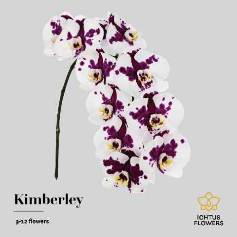 Срезанные цветы оптом Phalaenopsis kimberley (per stem) от 8шт.. из Голландии с доставкой по России