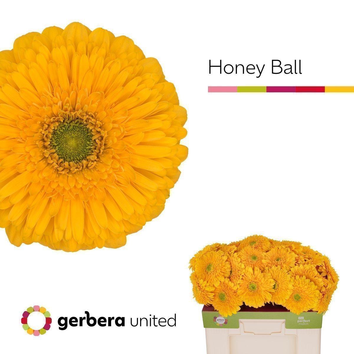 Срезанные цветы оптом Gerbera honey ball от 50шт из Голландии с доставкой по России