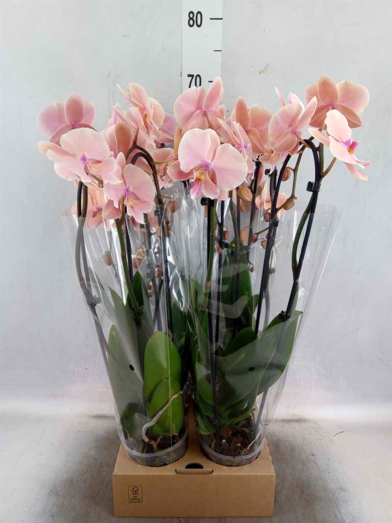 Горшечные цветы и растения оптом Phal Elegant Cascade от 4шт из Голландии с доставкой по России