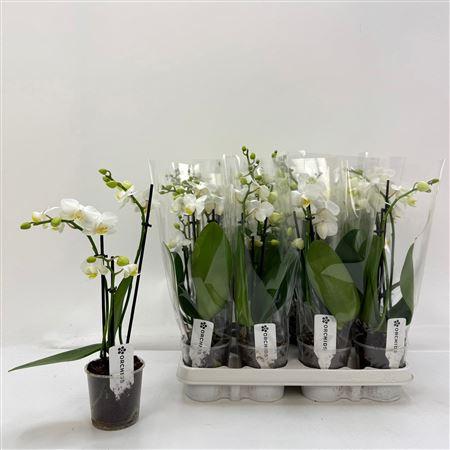 Горшечные цветы и растения оптом Phal Ov Wit 2 Branches 16+ * Spring Deal* от 12шт (для телеги) из Голландии с доставкой по России
