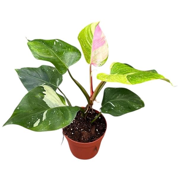 Горшечные цветы и растения оптом Philodendron Fresh Aurea Tricolor от 1шт из Голландии с доставкой по России