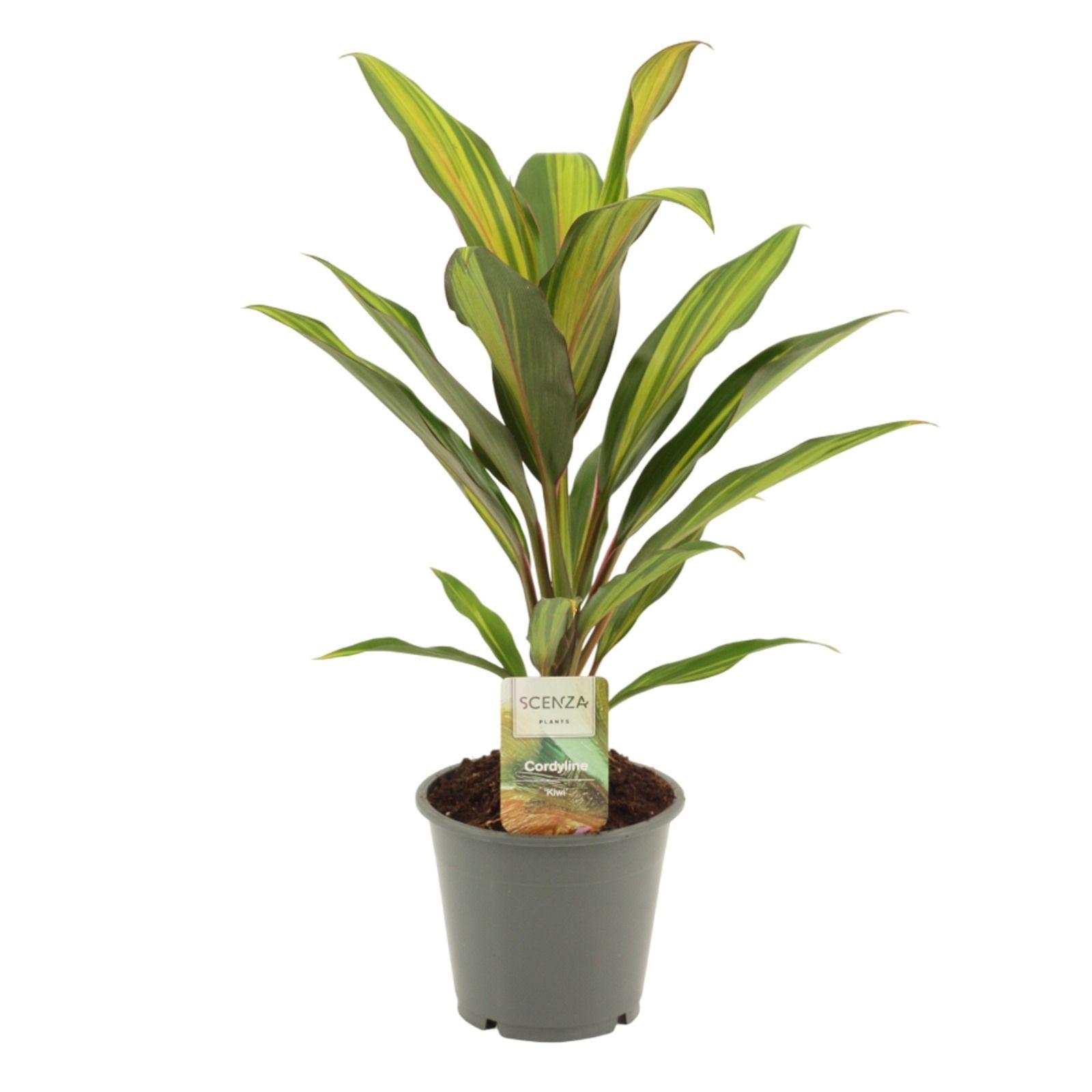 Горшечные цветы и растения оптом Cordyline Kiwi от 10шт из Голландии с доставкой по России