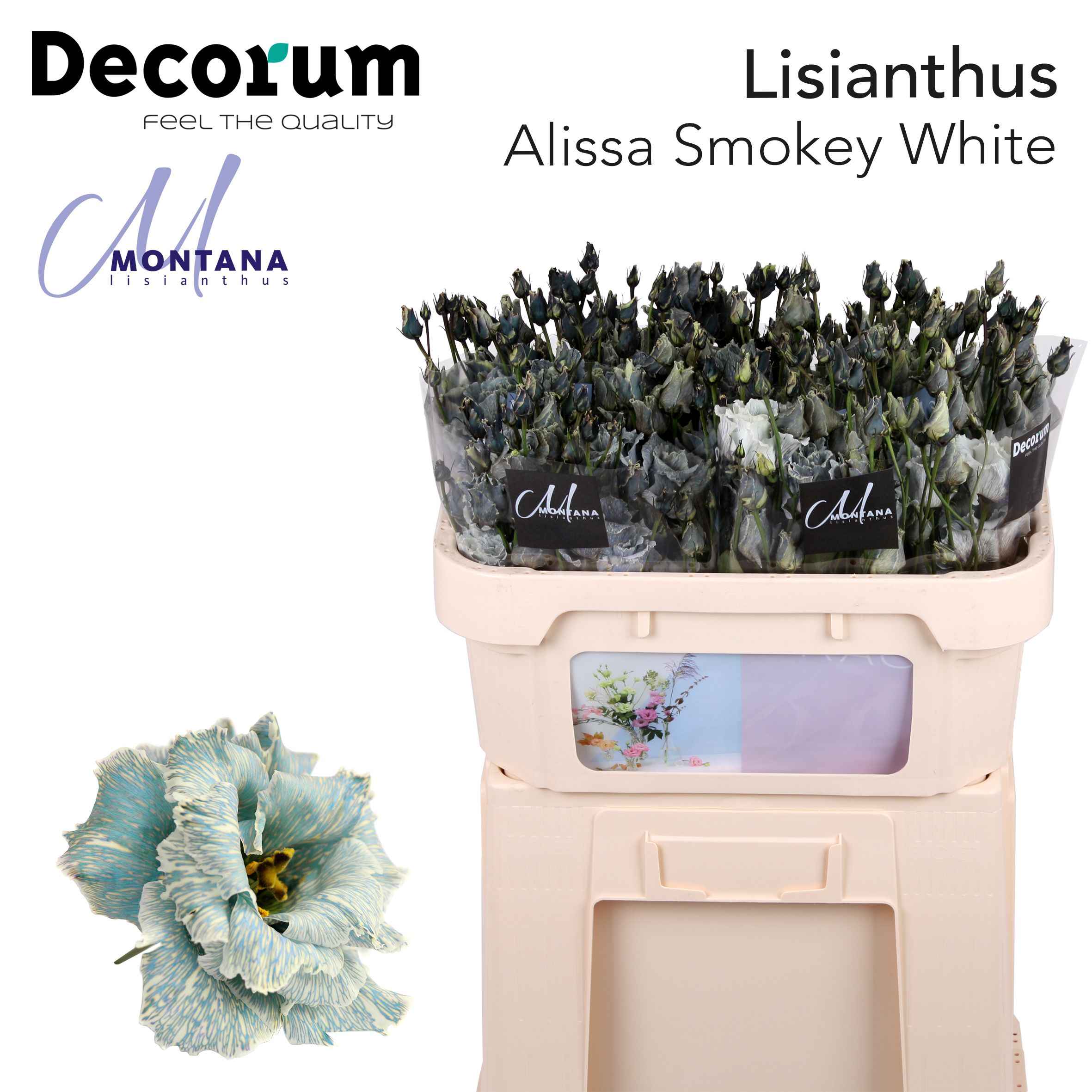 Срезанные цветы оптом Lisianthus do paint alissa smokey white от 20шт из Голландии с доставкой по России