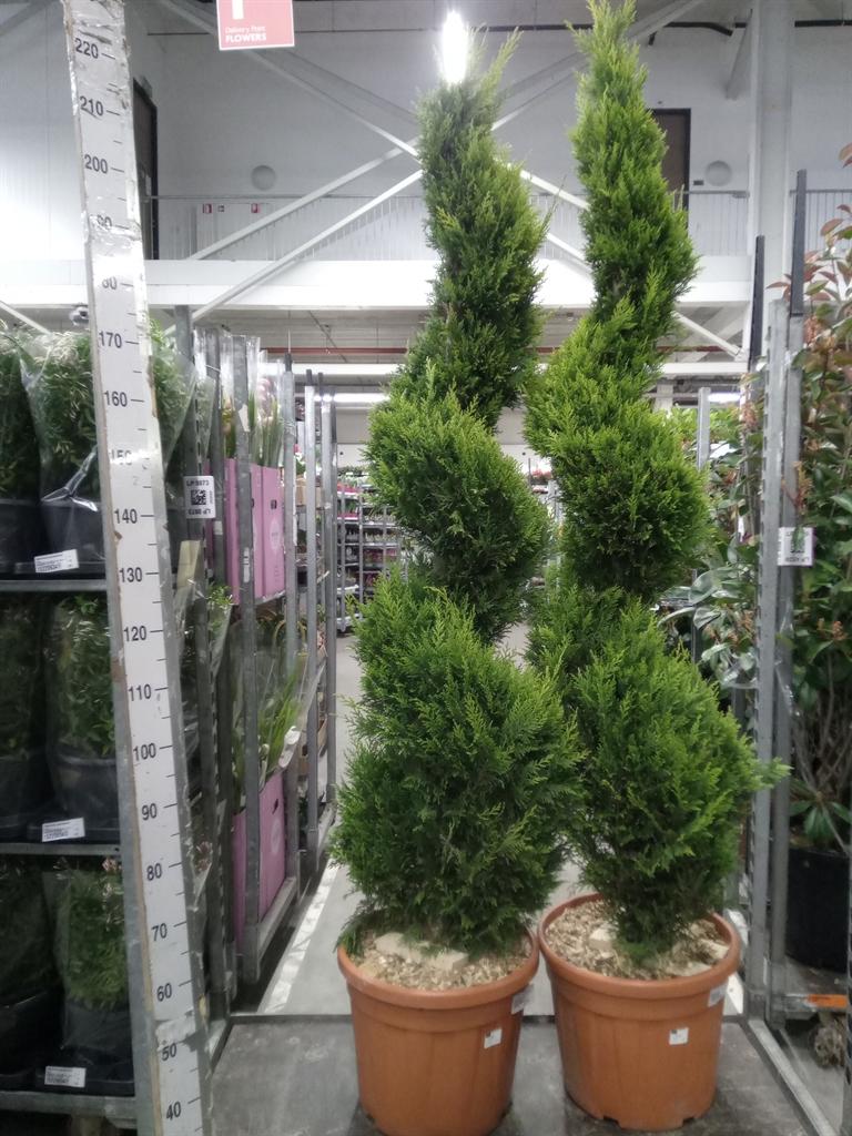 Горшечные цветы и растения оптом Xcupressocyparis Ley.   ... от 1шт из Голландии с доставкой по России