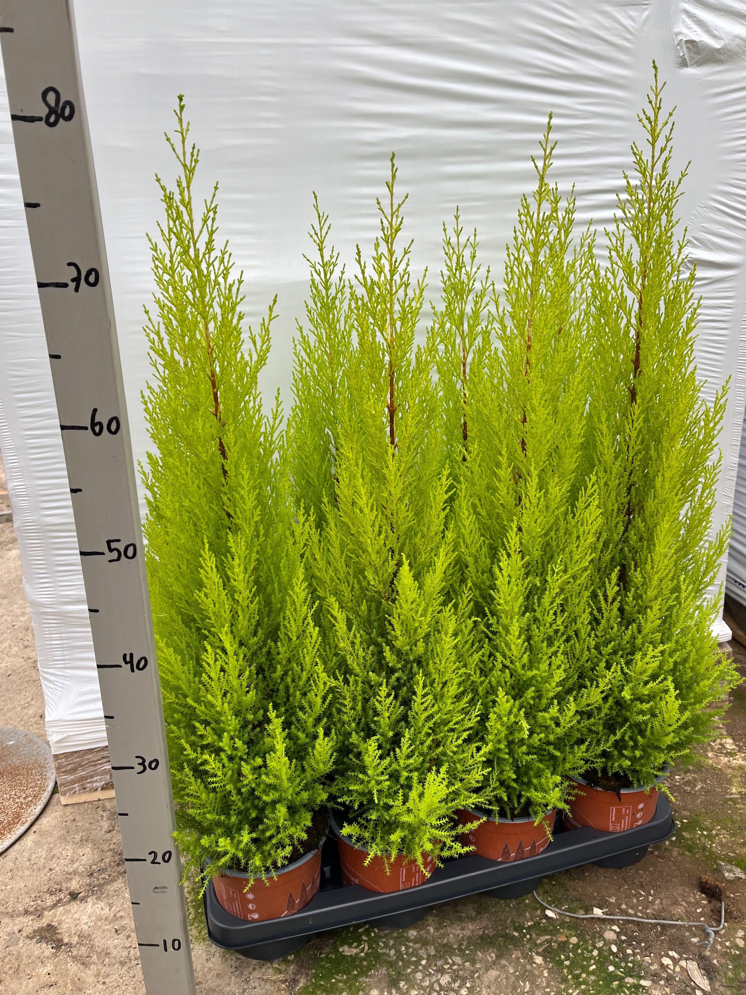 Горшечные цветы и растения оптом Cupressus Goldcrest Wilma от 8шт из Голландии с доставкой по России