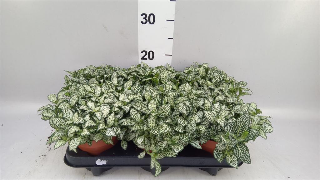Горшечные цветы и растения оптом Fittonia mosaic White Forest Fla A от 6шт из Голландии с доставкой по России